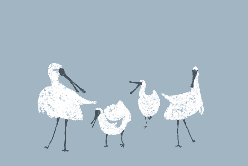鷺鳴國際 PLATALEA